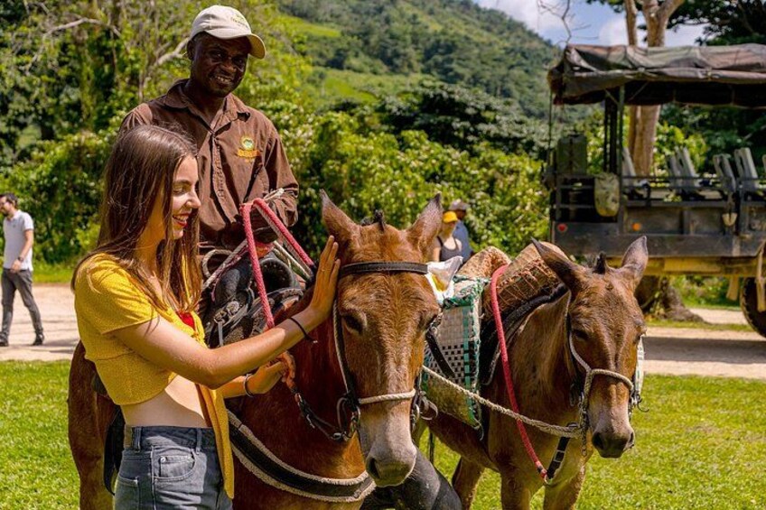 Two donkeys, a person in a yellow shirt, and a man in a brown shirt in a grassy area with a vehicle in the background. 5