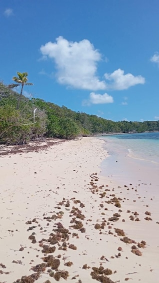 A beach with scattered seaweed, clear blue sky, and a palm tree. 3