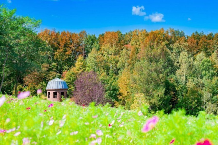 A gazebo in a meadow with a forest in the background. 3