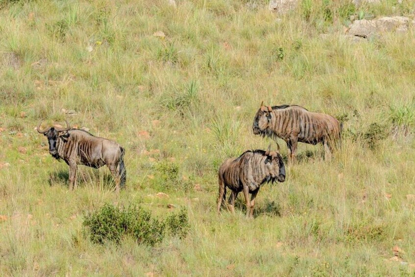 Des gnous paissent dans une savane herbeuse. 4