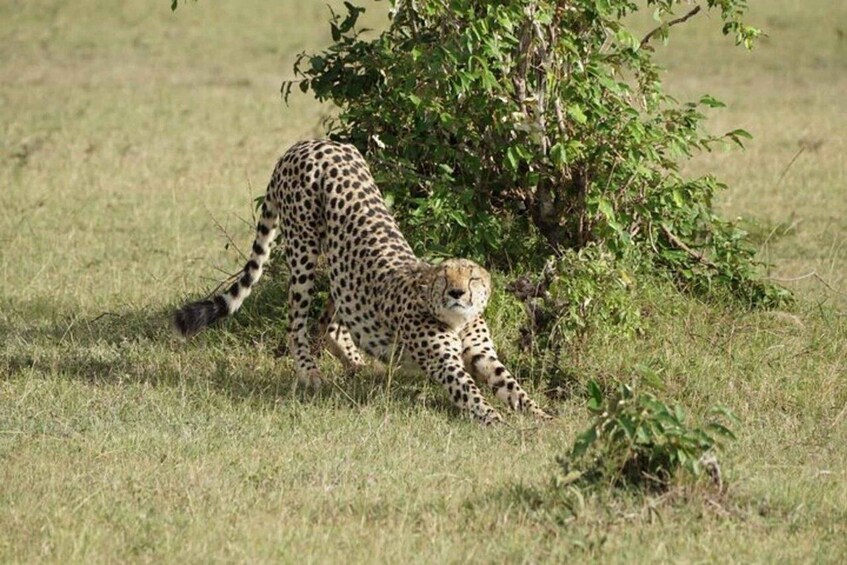 Un guépard dans un champ d’herbe, près d’un buisson. 2