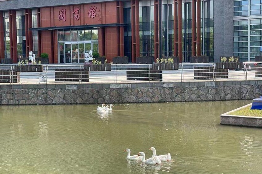 Shanghai Private TCM Experience: Museum, Herbs & Treatment 5