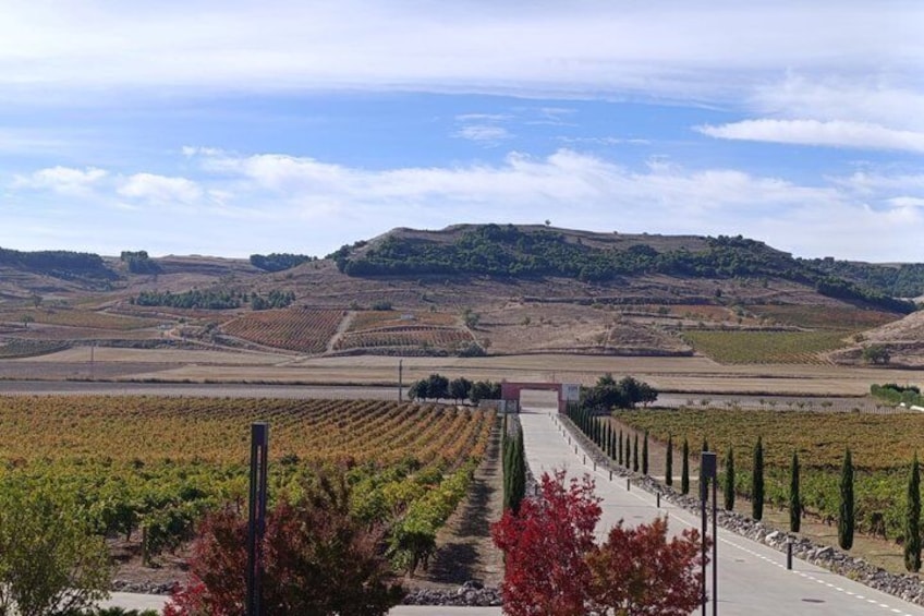 A vineyard with rows of grapevines, a paved path, and distant hills. 1