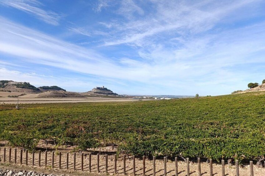 A vineyard with rows of grapevines under a clear sky. 3