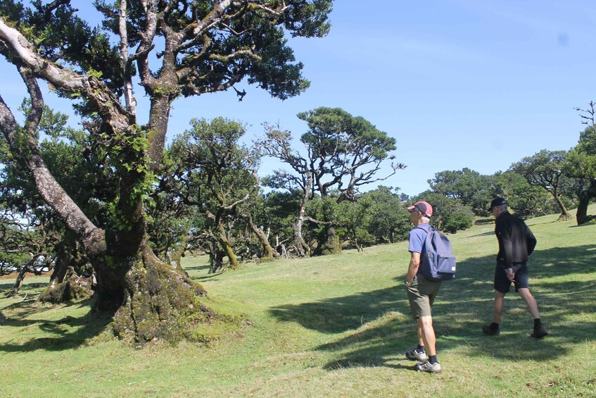 Two people walking in a grassy field with large trees. 2