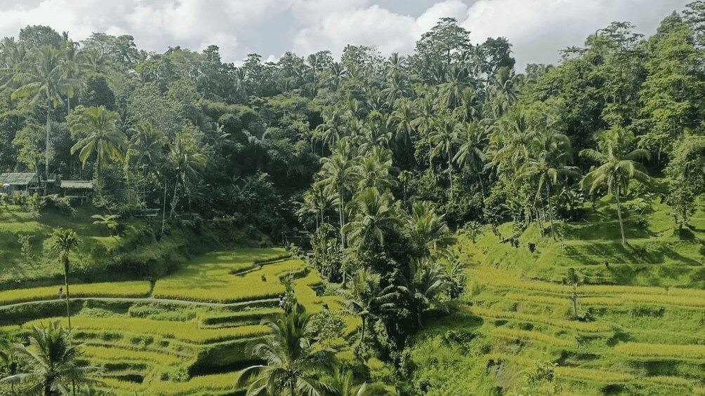 Terraced rice fields, palm trees, and a dense forest. 2