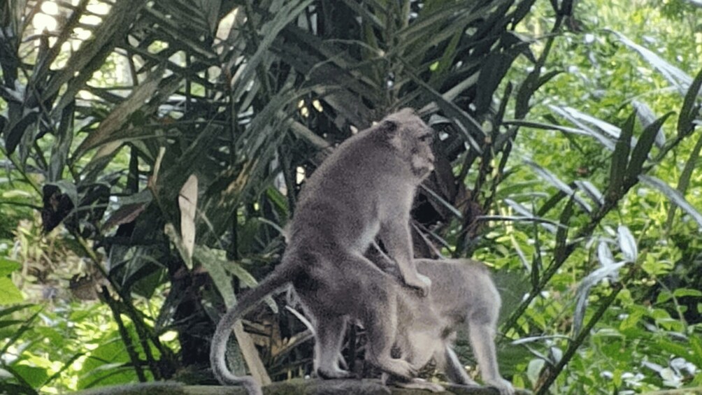 A monkey sitting on a rock surrounded by dense foliage. 3