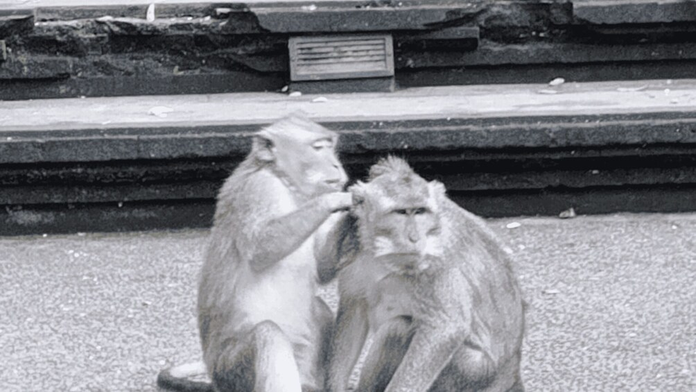 Two monkeys sitting on a stone surface with steps and a sign in the background. 5
