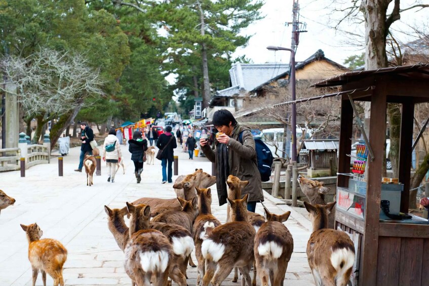 Picture 6 for Activity Nara Private Day Trip with Hotel Pickup and English Guide 5