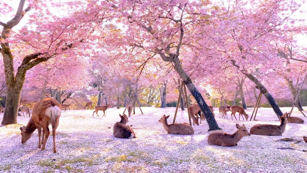 Picture 8 for Activity Nara Private Day Trip with Hotel Pickup and English Guide 2