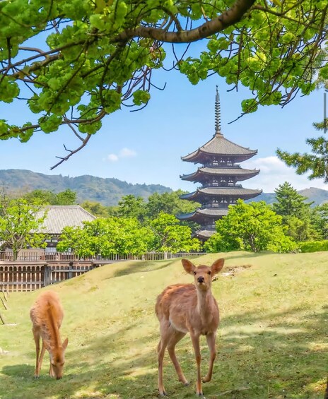 Picture 11 for Activity Nara Private Day Trip with Hotel Pickup and English Guide 3