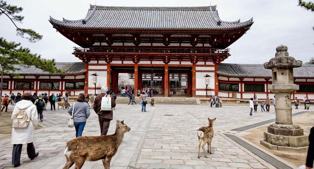 Nara Private Day Trip with Hotel Pickup and English Guide 1