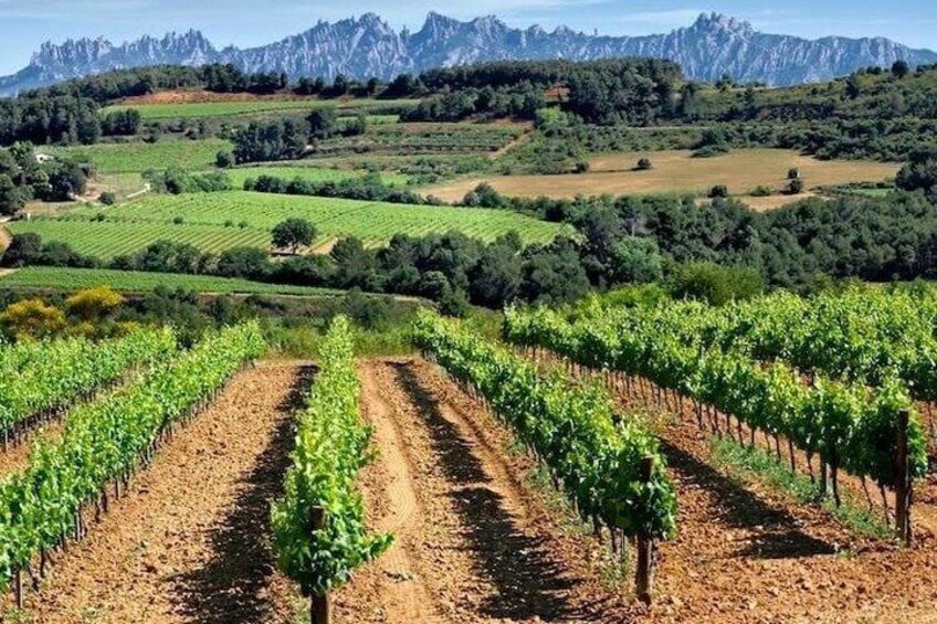 Flexible Penedès Winery Experience with Wine Tasting 2