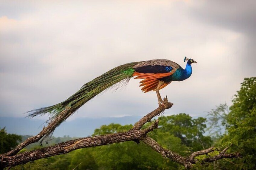 Udawalawe Safari & Transfer to Arugam Bay - Private Day Trip 3