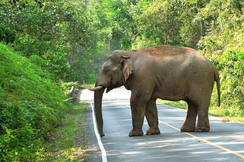 Khao Yai National Park and Waterfalls Tour from Bangkok 4