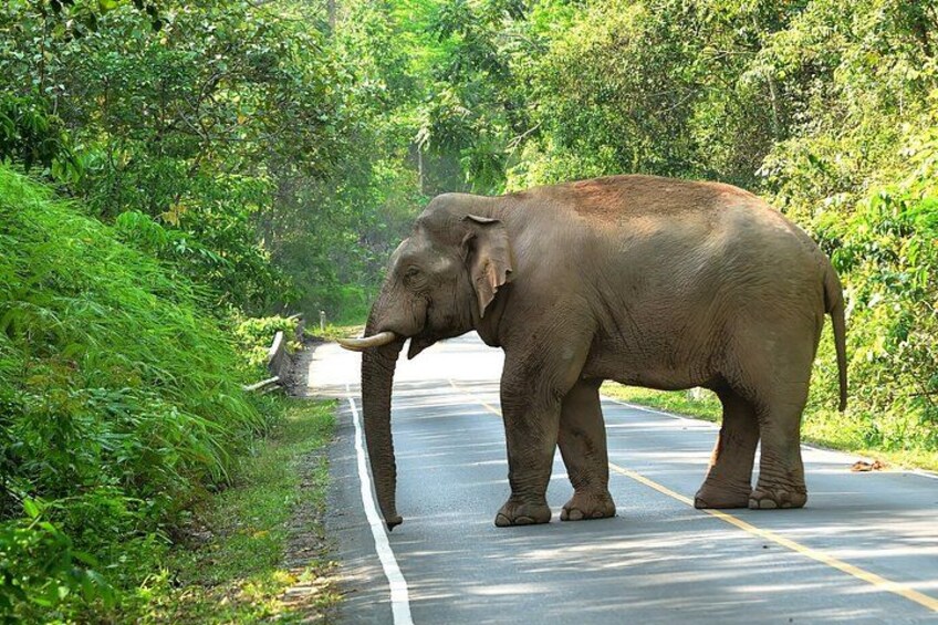 Khao Yai National Park and Waterfalls Tour from Bangkok 4