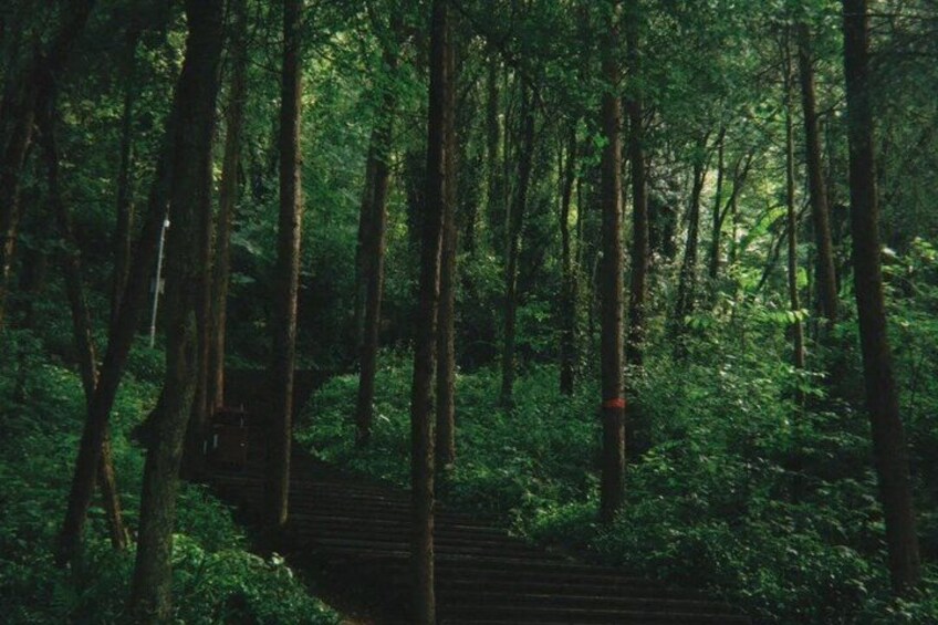 A forest with a wooden bridge. 2