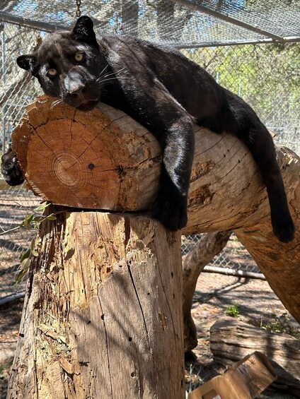 Picture 4 for Activity Orlando: Guided Wildlife Sanctuary Animal Encounter Tour 4