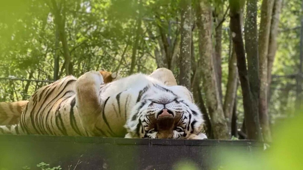 Orlando: Guided Wildlife Sanctuary Animal Encounter Tour 1