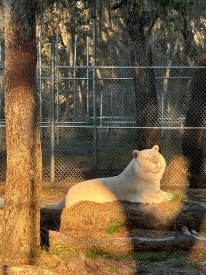 Picture 11 for Activity Orlando: Guided Wildlife Sanctuary Animal Encounter Tour 5