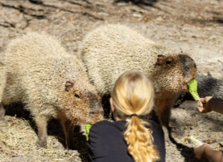 Picture 4 for Activity Orlando: Guided Wildlife Sanctuary Animal Encounter Tour 3