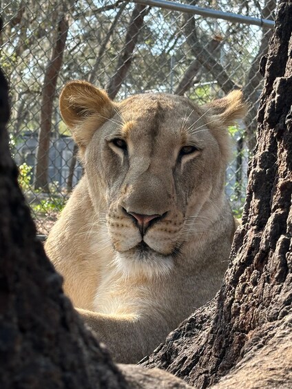 Picture 6 for Activity Orlando: Guided Wildlife Sanctuary Animal Encounter Tour 3
