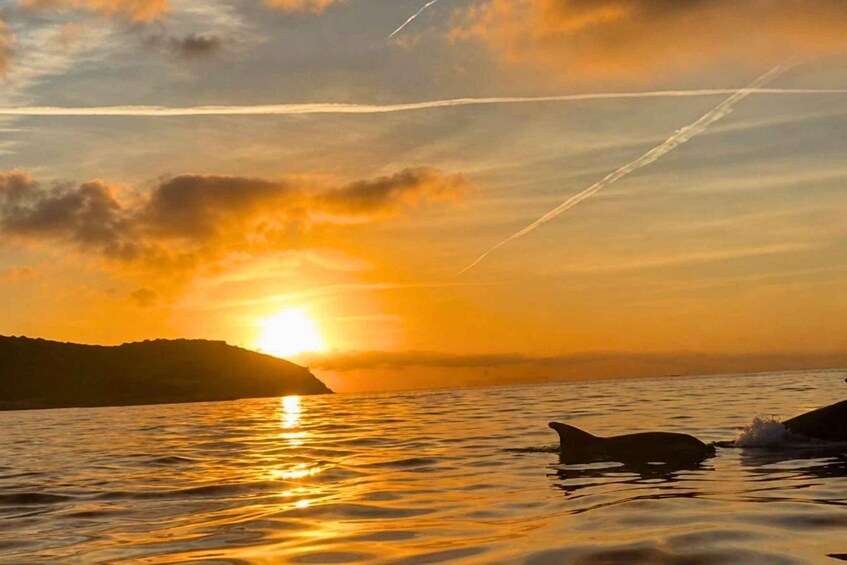 From Olbia: Sunset catamaran excursion with dolphin watching 1