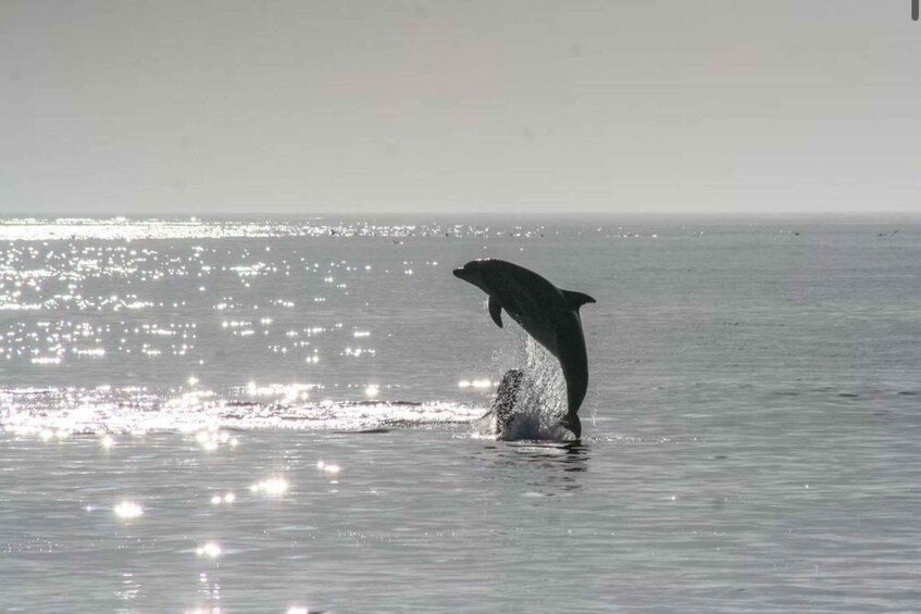 Picture 3 for Activity From Olbia: Sunset catamaran excursion with dolphin watching 4