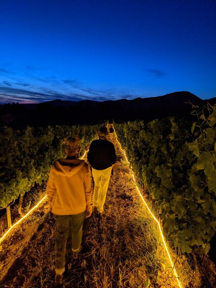 Rousset les Vignes: Nighttime walk through the vineyards 1