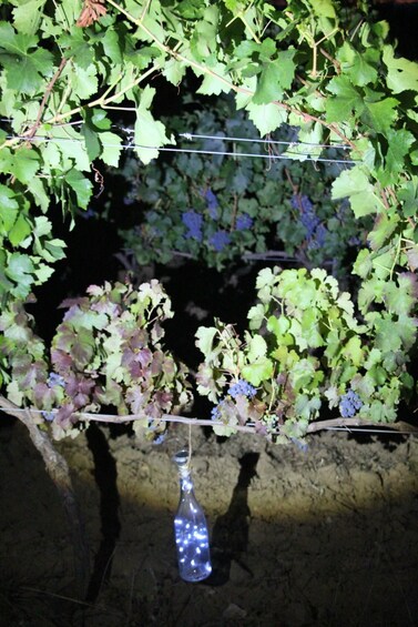 Picture 2 for Activity Rousset les Vignes: Nighttime walk through the vineyards 3