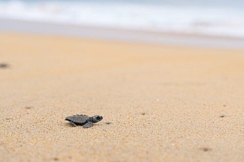 Releasing Turtles During the Sunset 3