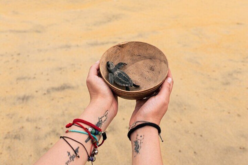 Releasing Turtles During the Sunset 1