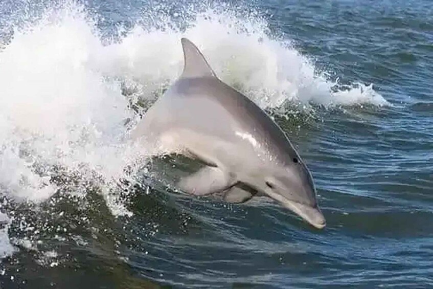Picture 5 for Activity Destin: Dolphin Sightseeing Cruise by Sea Blaster 3