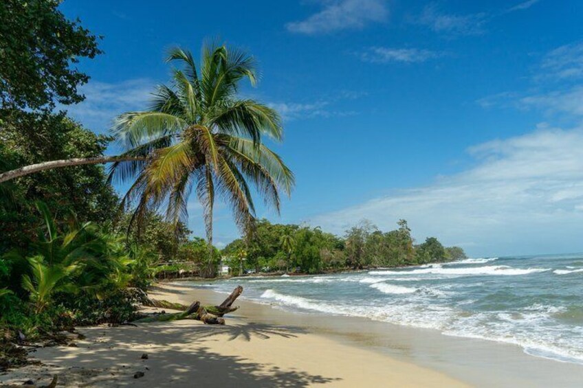 A tropical beach with palm trees, ocean waves, and a clear sky. 2