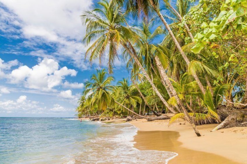 A beach with palm trees, clear blue sky, and calm sea. 3