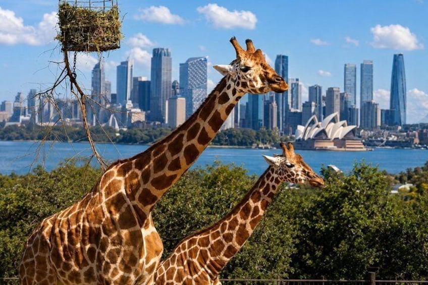 Two giraffes in a natural setting with a city skyline in the background. 1