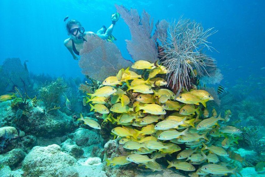 Snorkel Tour Christ of the Deep Statue Excursion in Key Largo 3