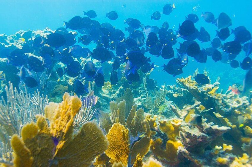 Snorkel Tour Christ of the Deep Statue Excursion in Key Largo 2