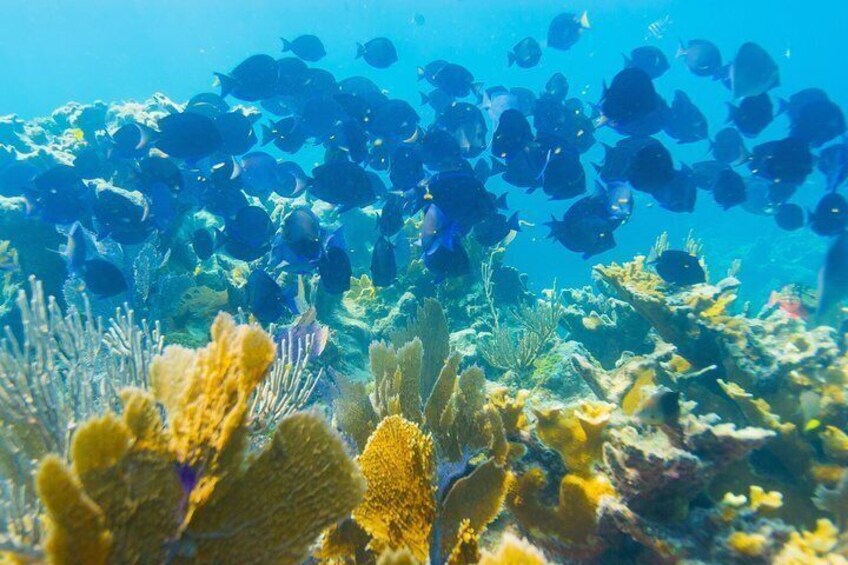 A vibrant underwater scene with a school of blue fish swimming among coral reefs. 2