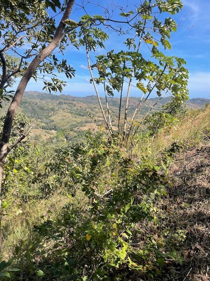 Picture 11 for Activity Canopy Zipline from Playa Venao 5