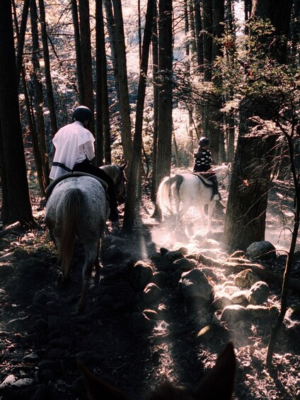 Picture 4 for Activity Leavenworth: Creekside Forest Horse Ride 4