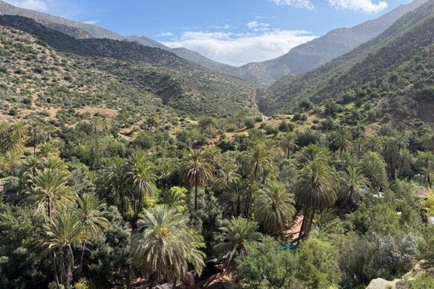 A mountainous landscape with dense palm trees and a clear sky. 3