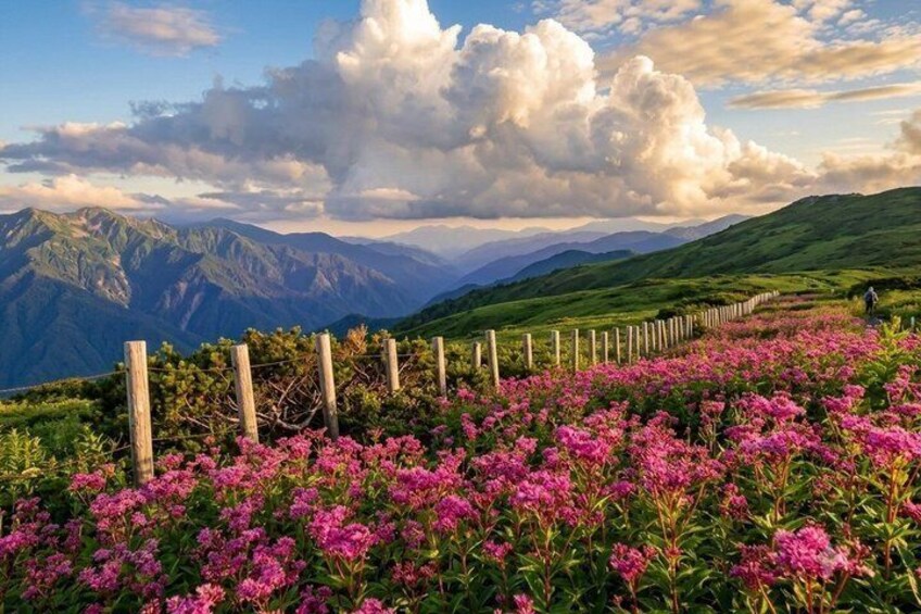 Mt Ibuki Drive and Hike up to the Sky Tour Private Car Guided 4