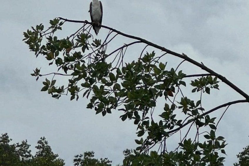 A bird perched on a tree branch with green leaves against a cloudy sky. 5