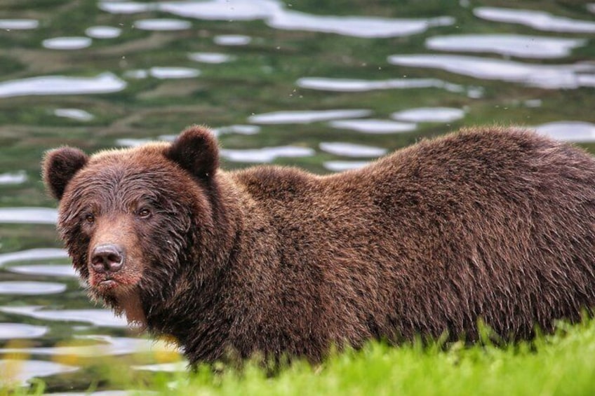 A bear lying on grass near a body of water. 5
