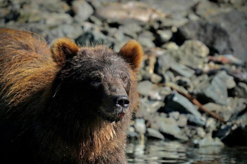 A bear near water with rocks in the background. 2
