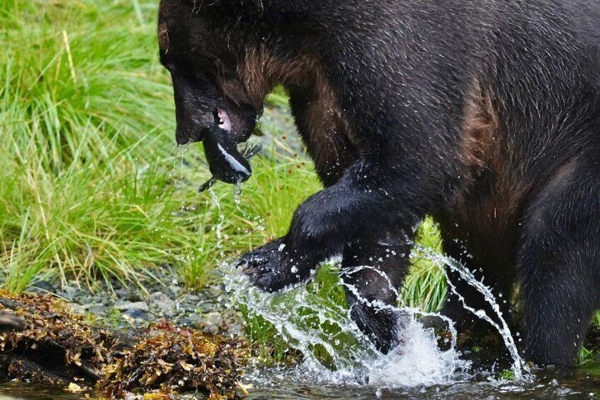 A bear catching a fish in a stream. 3