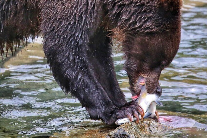 A bear catching a fish in a stream. 4