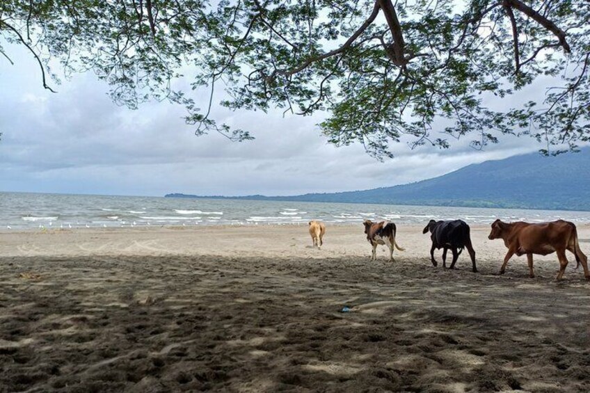 Ometepe Island Private Car Tour 5