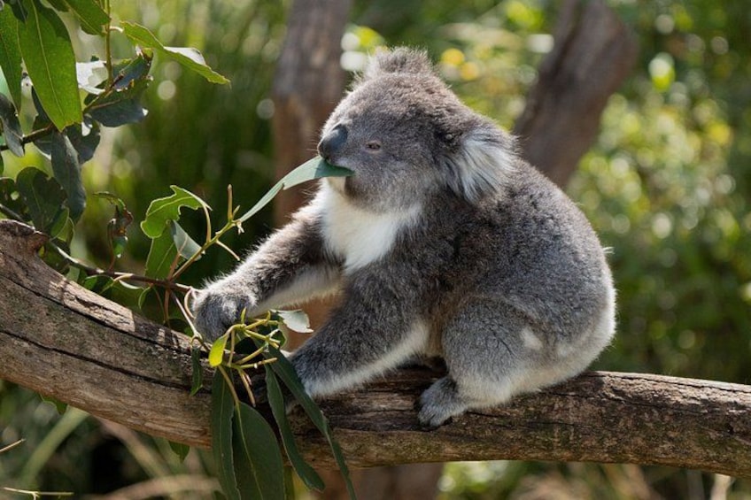 A koala sitting on a tree branch. 2
